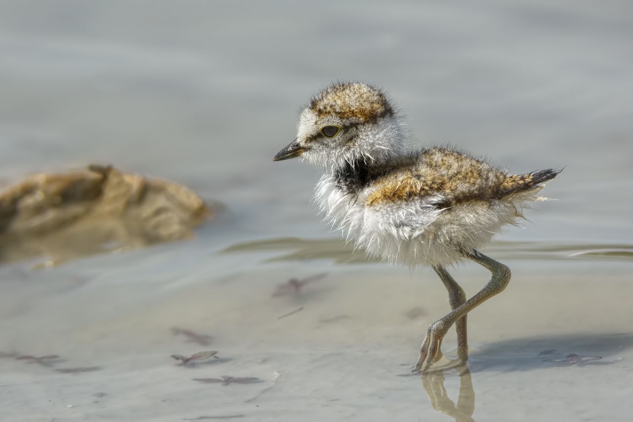 Pullo di Corriere piccolo (Charadrius dubius)